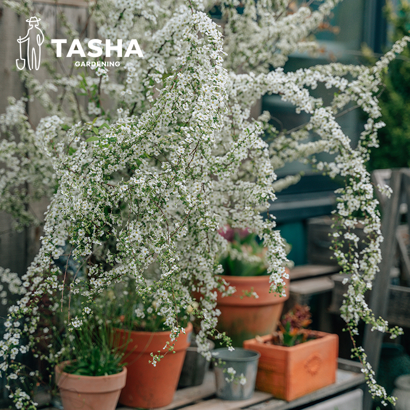 塔莎的花园喷雪花树苗盆栽白色粉色雪柳室内庭院开花花卉植物好养