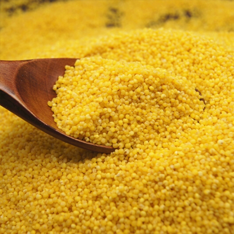 东北建昌农家自产小米  小黄米当年新米 米食物包邮