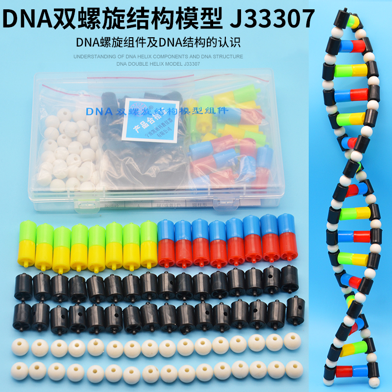 大号DNA双螺旋结构模型拼接遗传基因和变异diy初高中化学生物实验器材教具教学演示版DNA物理分子结构组件