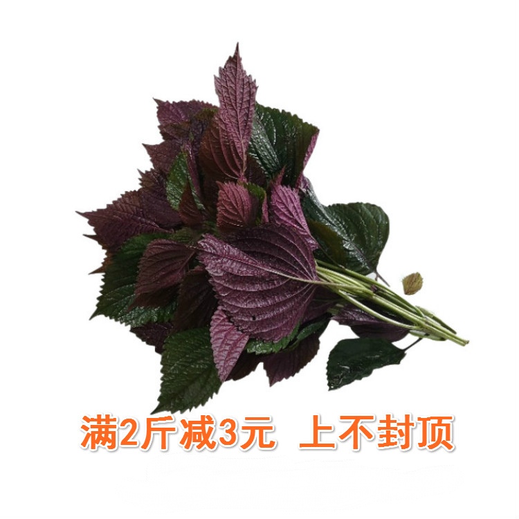 新鲜紫苏叶带杆1斤新鲜食用龙虾鱼虾蟹调料 （不是北方的苏子叶）