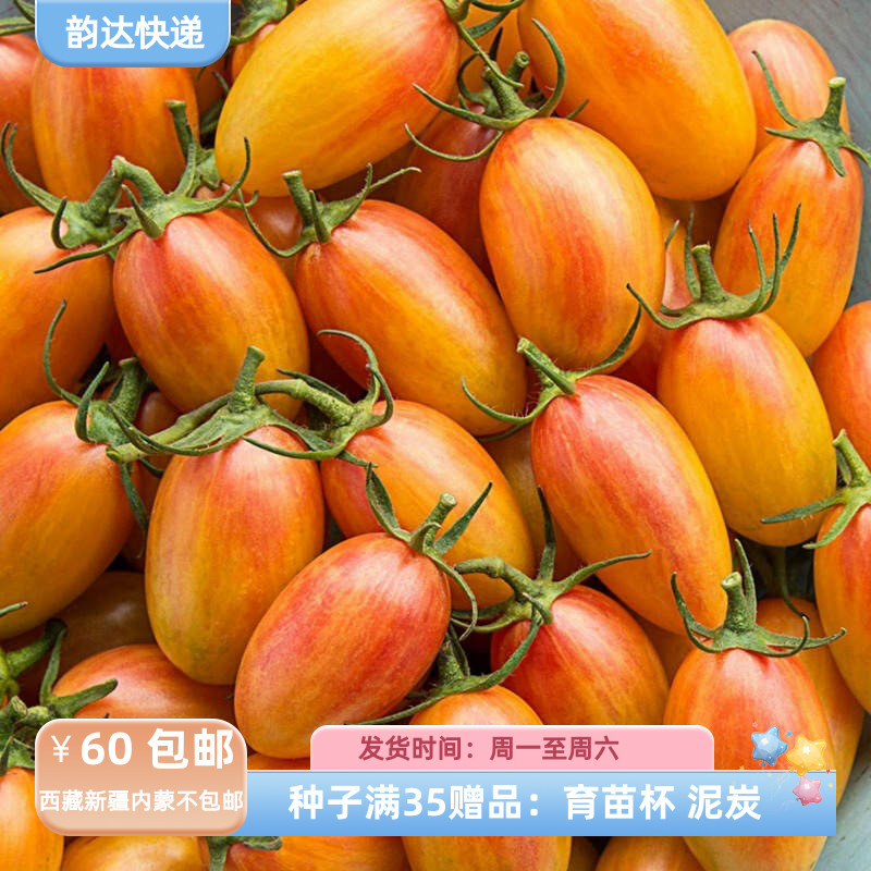 【种子】 无限生长型 樱桃番茄 小西红柿 腮红老虎 5粒