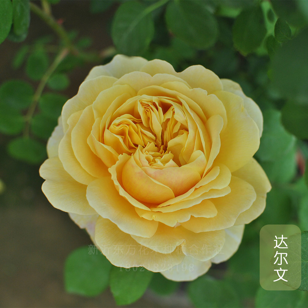 欧月查尔斯达尔文月季玫瑰多季节重复开黄色花阳台庭院绿植物灌木