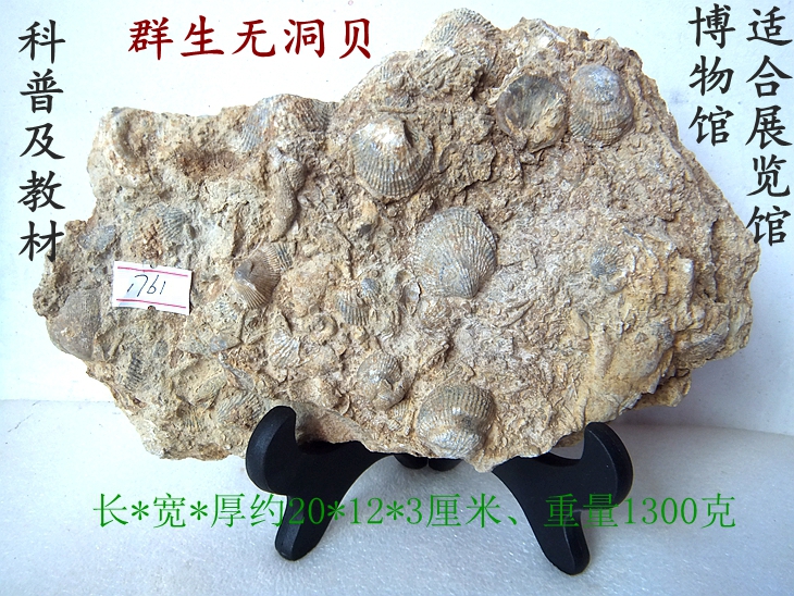 贝化石