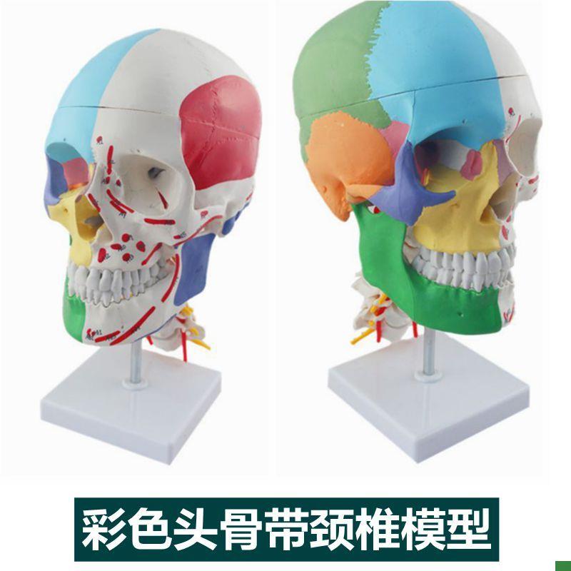 仿真骷髅头绘画人头n骨艺用人体肌肉骨骼解剖头骨模型美术素描牙
