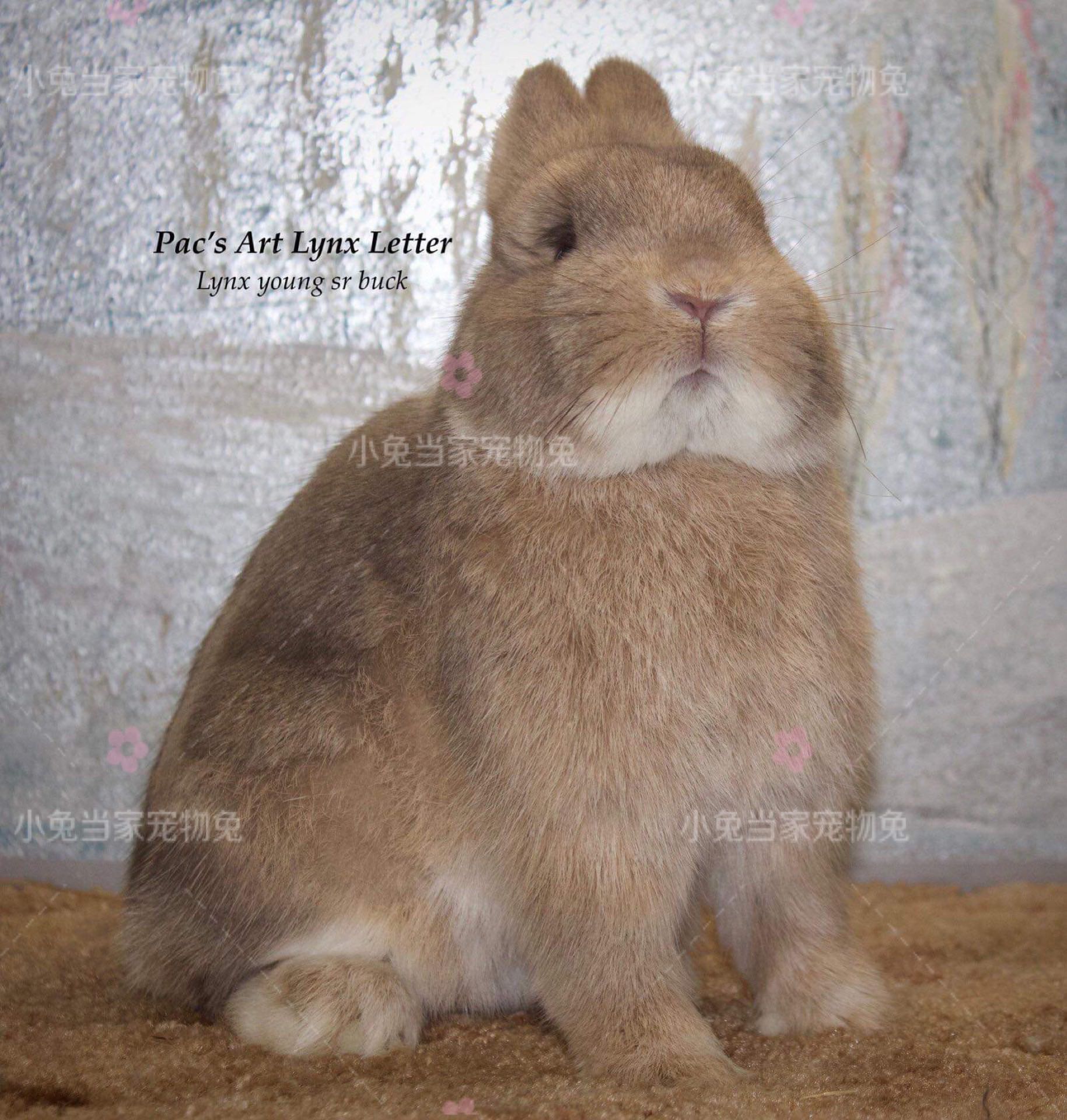 纯进口兔山猫双血统侏儒兔美国荷兰泰国进口血统兔一代二代展示
