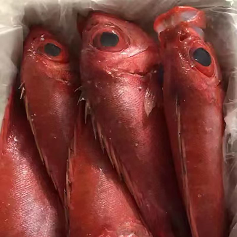 4斤【半斤上/条】海鲢鱼海莲鱼红目鲢大眼鸡鱼大眼鲷鱼深海鱼