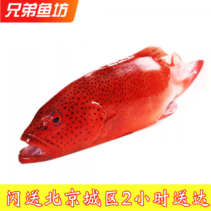 750克/条北京闪送鲜活红东星斑深海鱼石斑鱼进口海鲜水产生猛海鲜