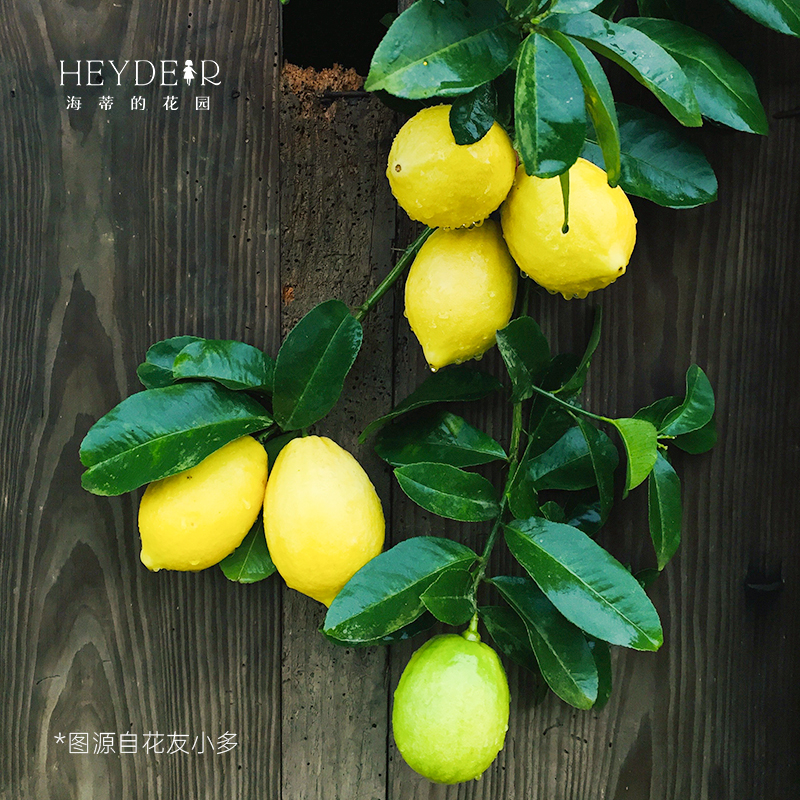 海蒂的花园 香水柠檬树苗脆皮金桔盆栽桔子树枇杷盆栽南方果树苗