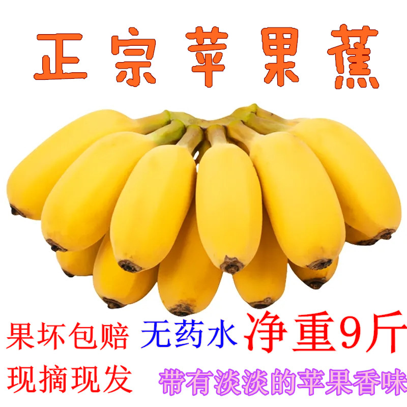 广西苹果蕉 当季新鲜水果苹果粉蕉奶香蕉蛋蕉糯米蕉净9斤整箱包邮