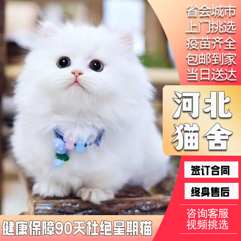 【河北猫舍】纯种金吉拉幼猫曼基康矮脚拿破仑猫金吉拉活体猫咪