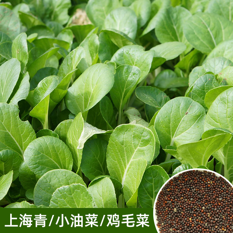 四季播苏州青蔬菜种子上海青油菜籽四季阳台盆栽叶菜小青菜种子