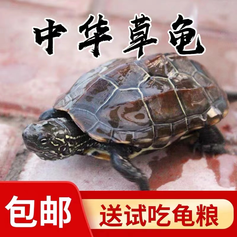 中华草龟家养小乌龟活物外塘宠物观赏水龟金线龟巴西墨龟大草龟苗