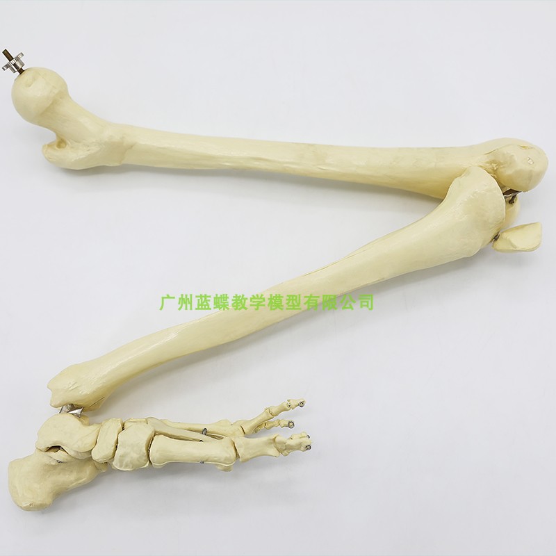 仿真人体下肢g骨骨骼模型脚关节膝关节尺骨桡骨大腿骨手臂骨头