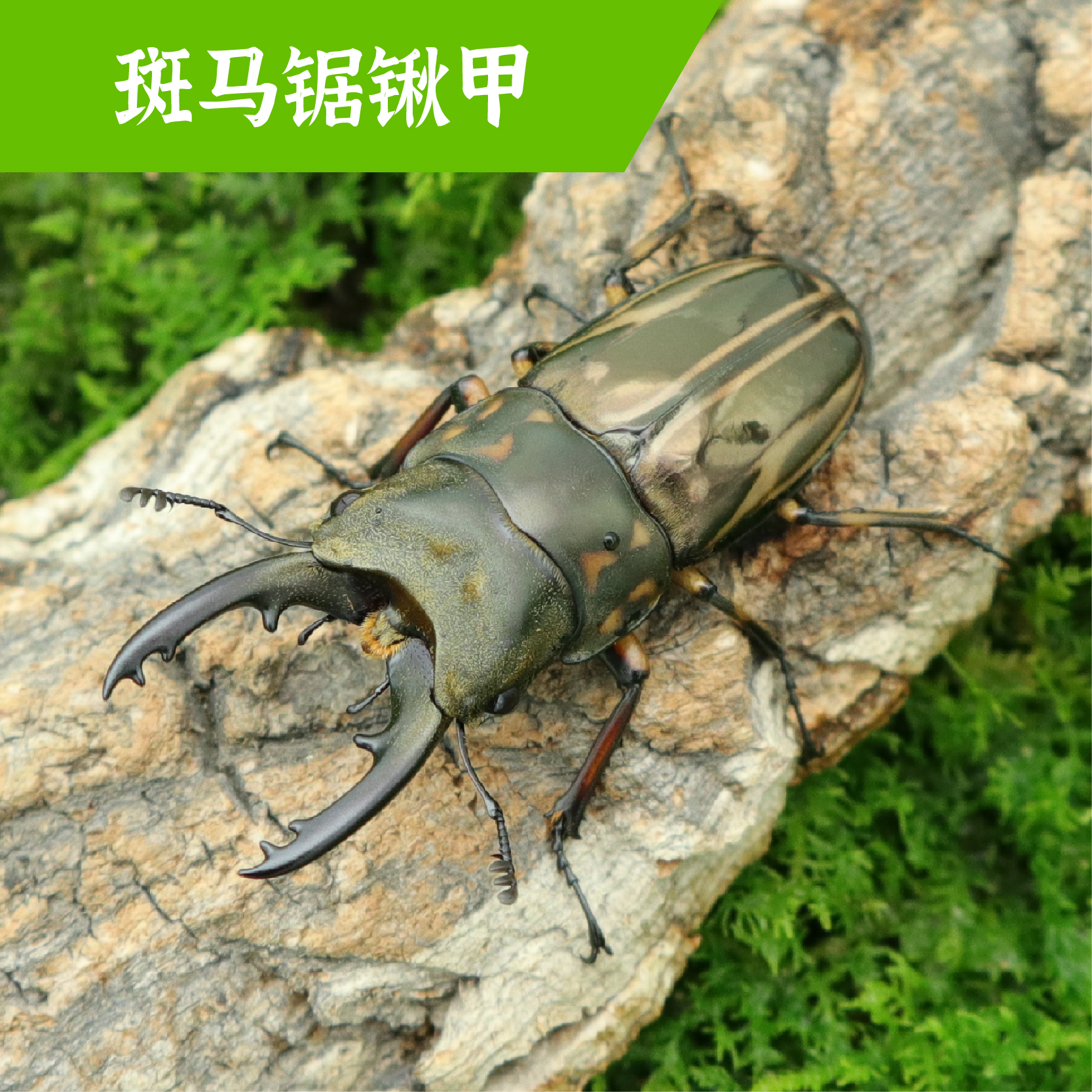 牧野虫社斑马锯锹甲甲虫宠物昆虫活虫幼虫成虫活物独角仙