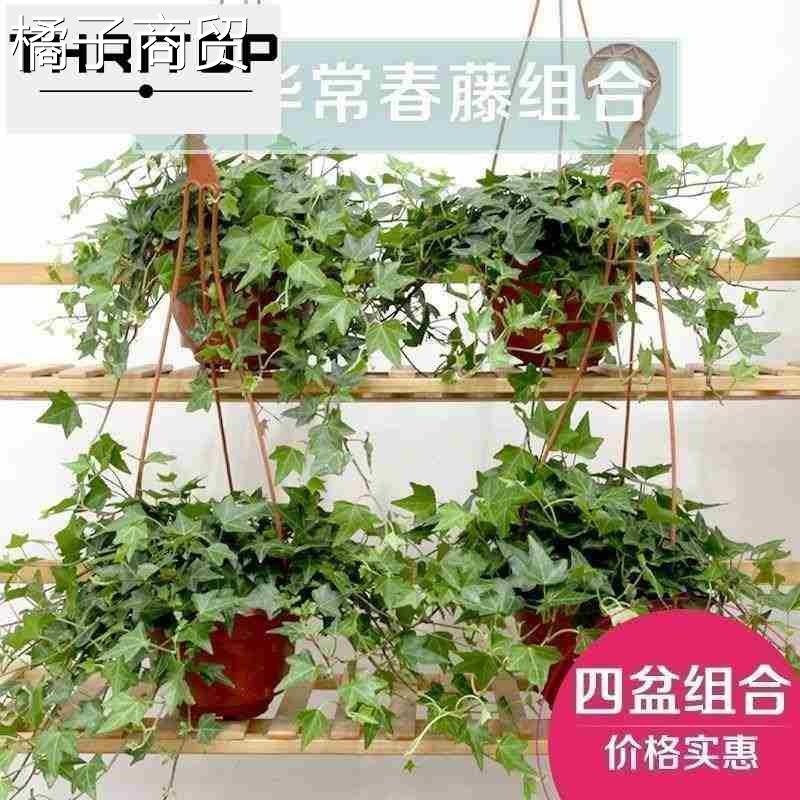 ivy potted plants indoor large hanging vinca jinbian