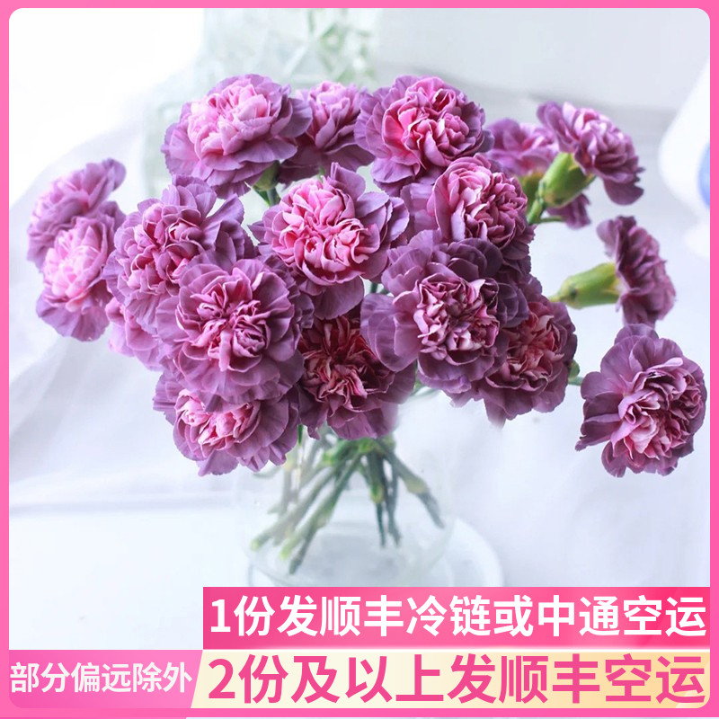 紫色康乃馨图片