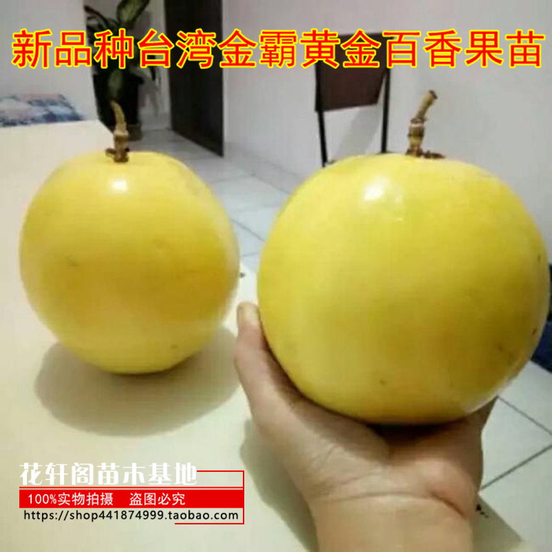 新品种台湾金霸黄金百香果苗1个1斤的金霸黄金百香果当年结果