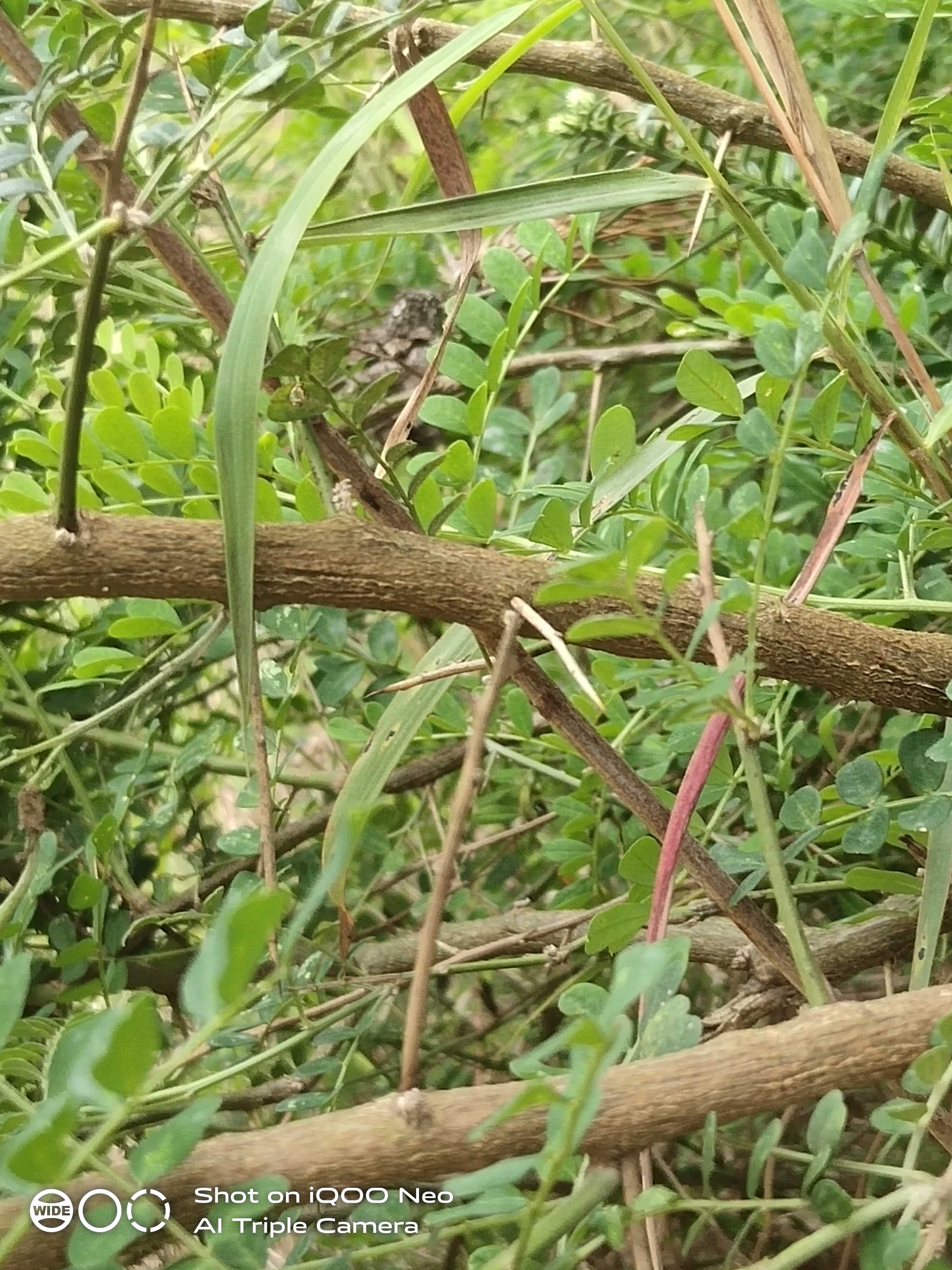 豆科灌木植物图片