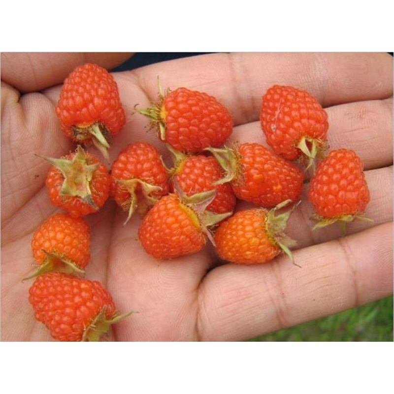 树莓苗南方刺萢三月泡刺泡儿野生 红树莓山莓苗野果苗种植1株包邮