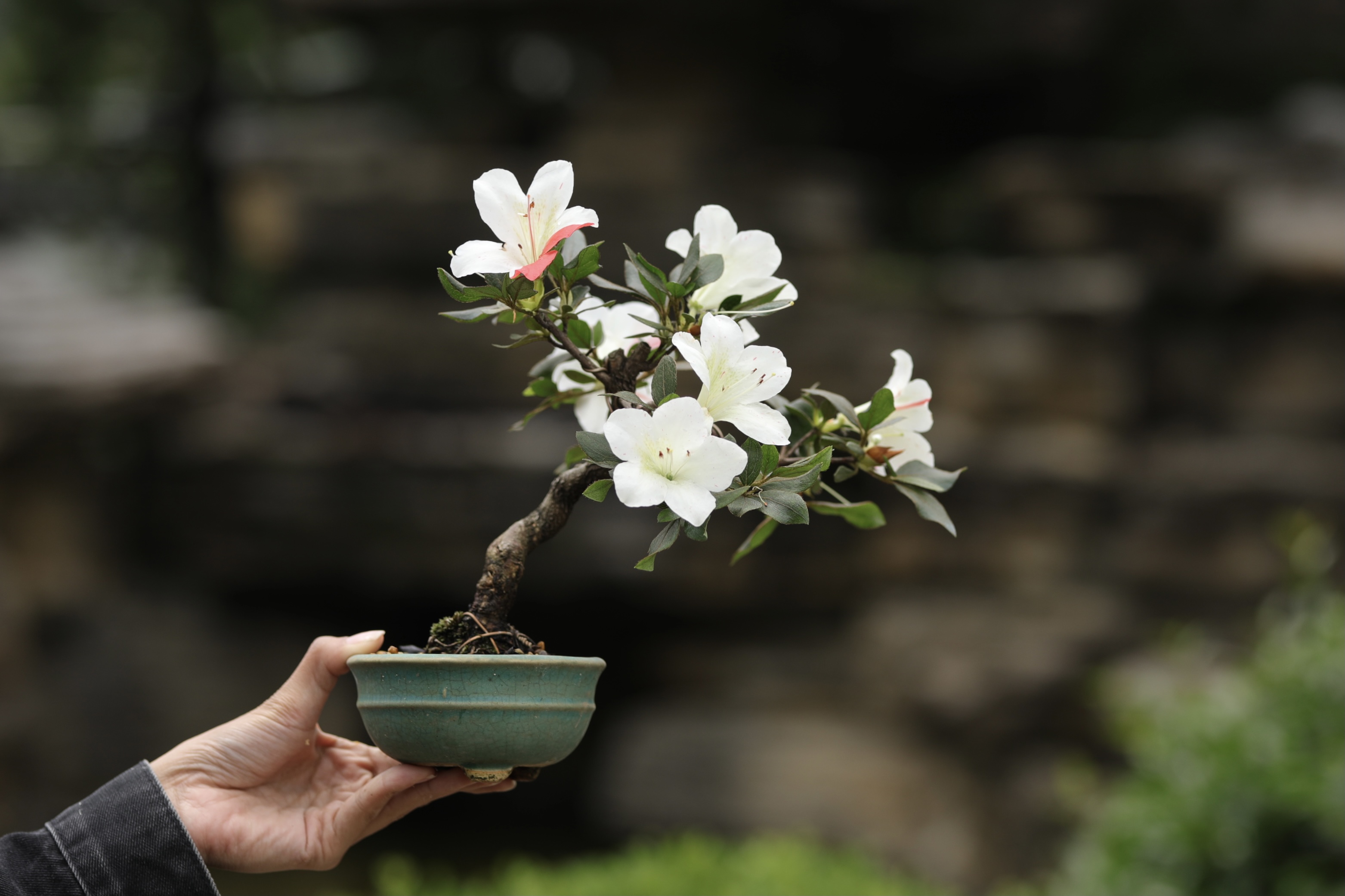 皋月杜鹃斜干造型一手托小可爱花色如图白色花朵带盆栽好