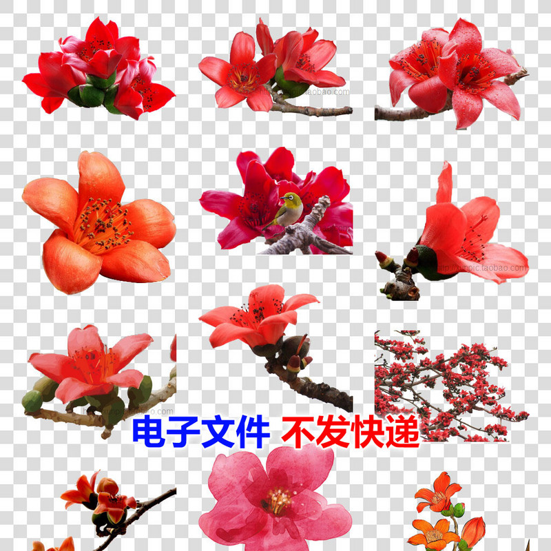 木棉花图片鲜花png免抠素材模板 免扣素材 花 flower 梅花 红花