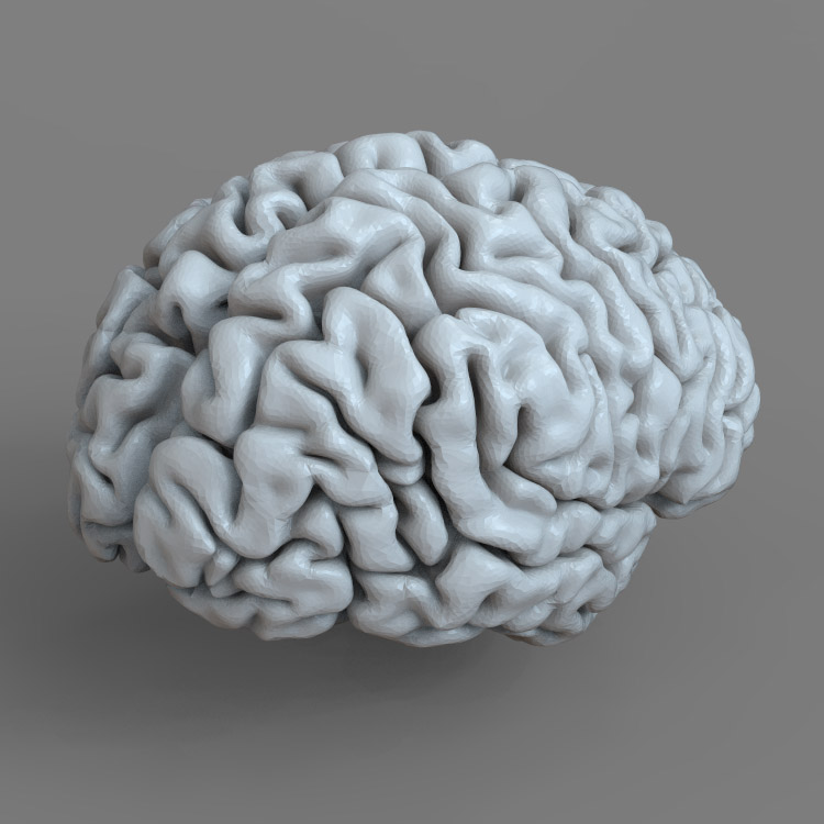 3d打印图纸模型素材文件OBJ大脑STL摆件圆雕图F2708