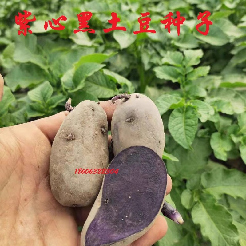高产黑土豆种子一级紫心黑金刚土豆种脱毒原种紫土豆种子带芽种子