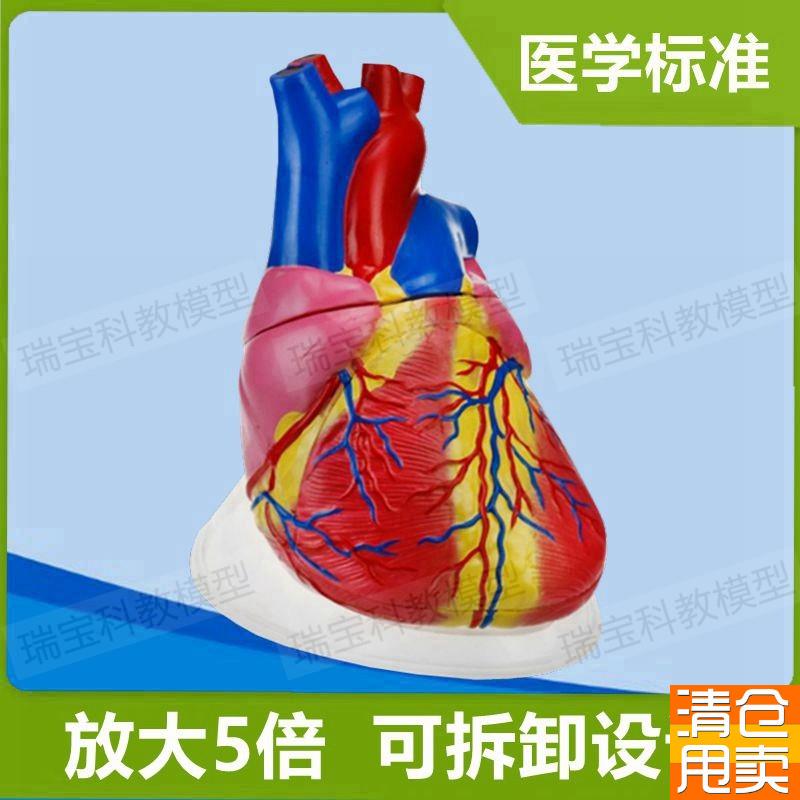 人体心脏模型放大5倍拆卸主动脉瓣二尖瓣心M室冠状动脉B超教学仿