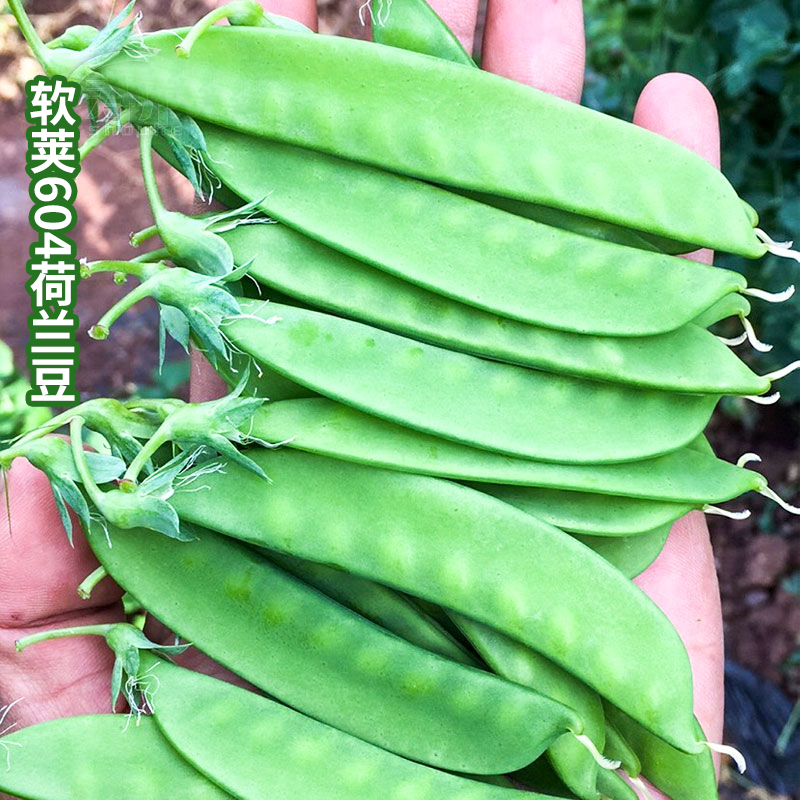 软荚604荷兰豆种子红花软荚荷兰豆豌豆高产菜豆种籽秋季冬季蔬菜