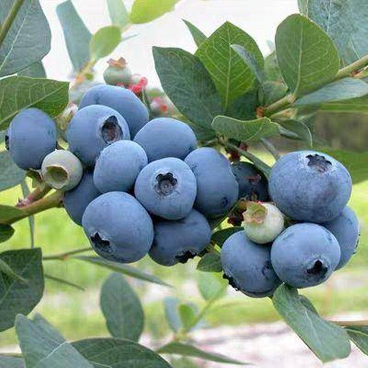 江浙沪园艺“蓝莓苗”阳台庭院水果树喜酸性土壤小浆果树苗丰产型