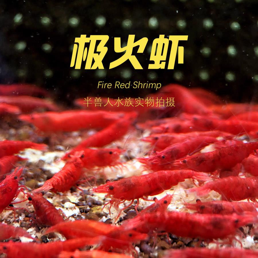 极火虾公母混捞淡水可繁殖除藻清理鱼缸观赏工具虾集火非樱花烤漆