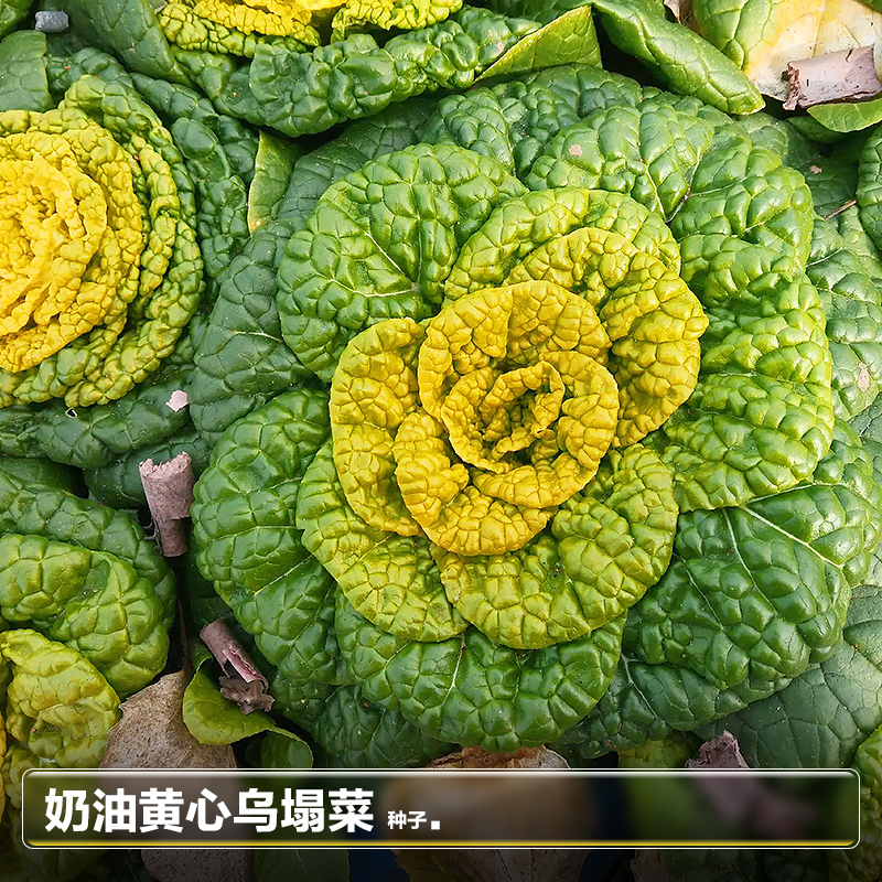 黄心菜乌塌菜种籽子种子秋季四季阳台南方种植蔬菜籽疏菜种孑大全