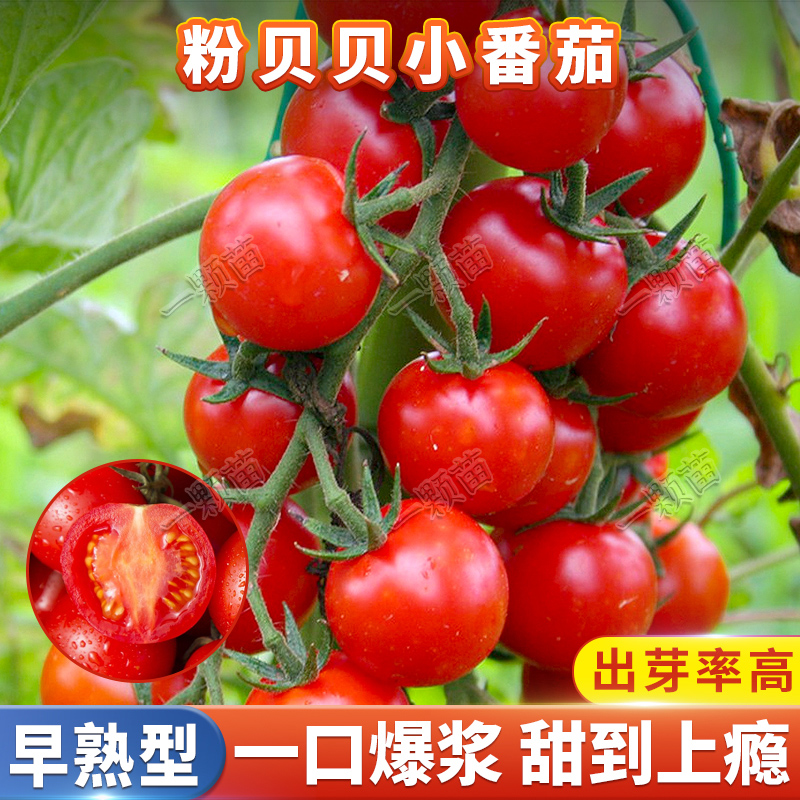 粉贝贝樱桃水果小番茄种孑圣女果种籽庭院盆栽玲珑西红柿种子种籽