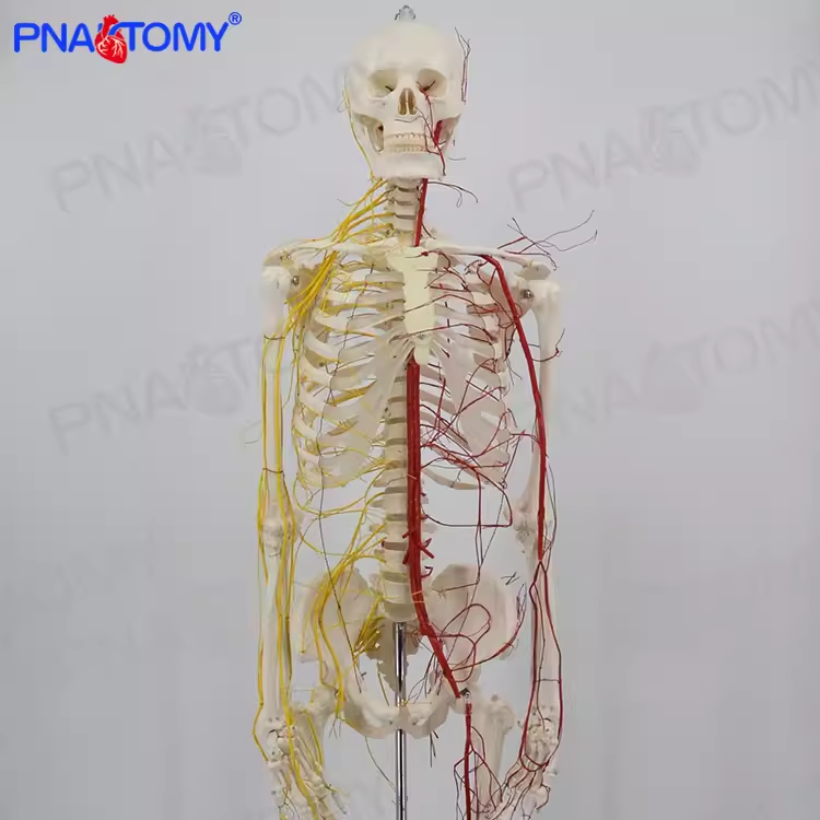 人体170CM骨骼神经血管骨架标本骨骼模型医用