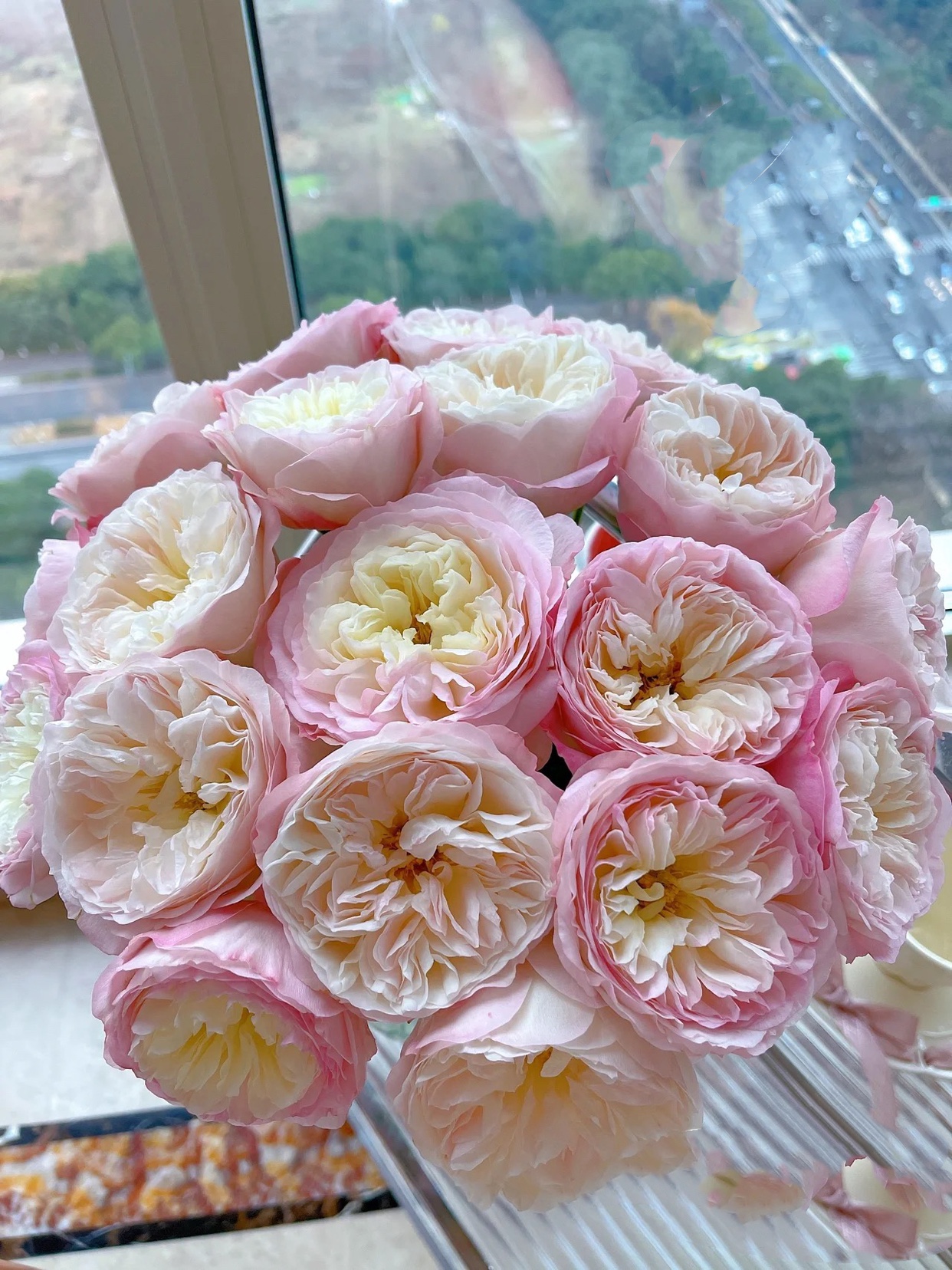 凯拉  奥斯汀切花玫瑰 月季花苗  开不标准就是白色 带土发货