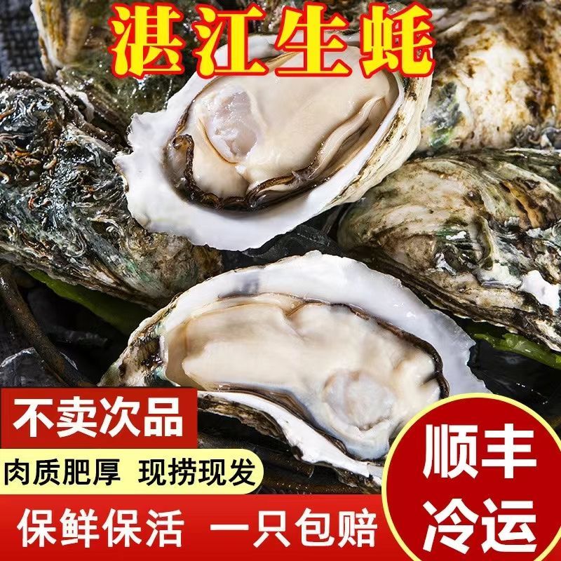 湛江生蚝5斤净重鲜活现捞现发带壳水产特大海蛎牡蛎【顺丰速发】