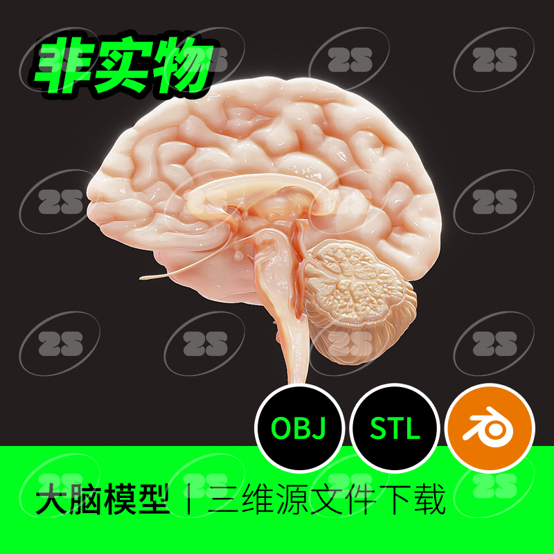 大脑解剖生物医学3D模型建模脑干blender素材OBJ小脑C4D剖面773