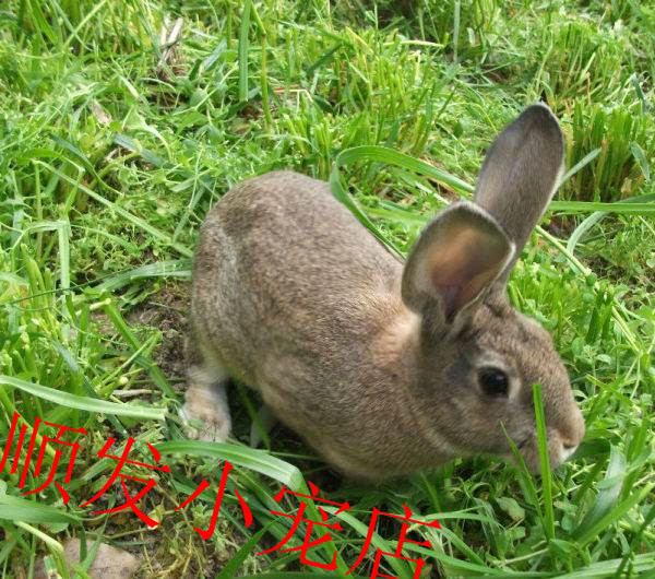 种兔活体大兔活体比利时肉兔新西兰肉兔成年兔可繁殖包运费和售后