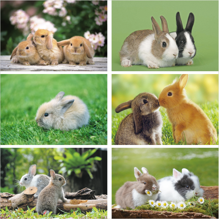 兔子海报儿童房装饰画可爱动物壁画萌宠小白兔灰兔早教图片贴画