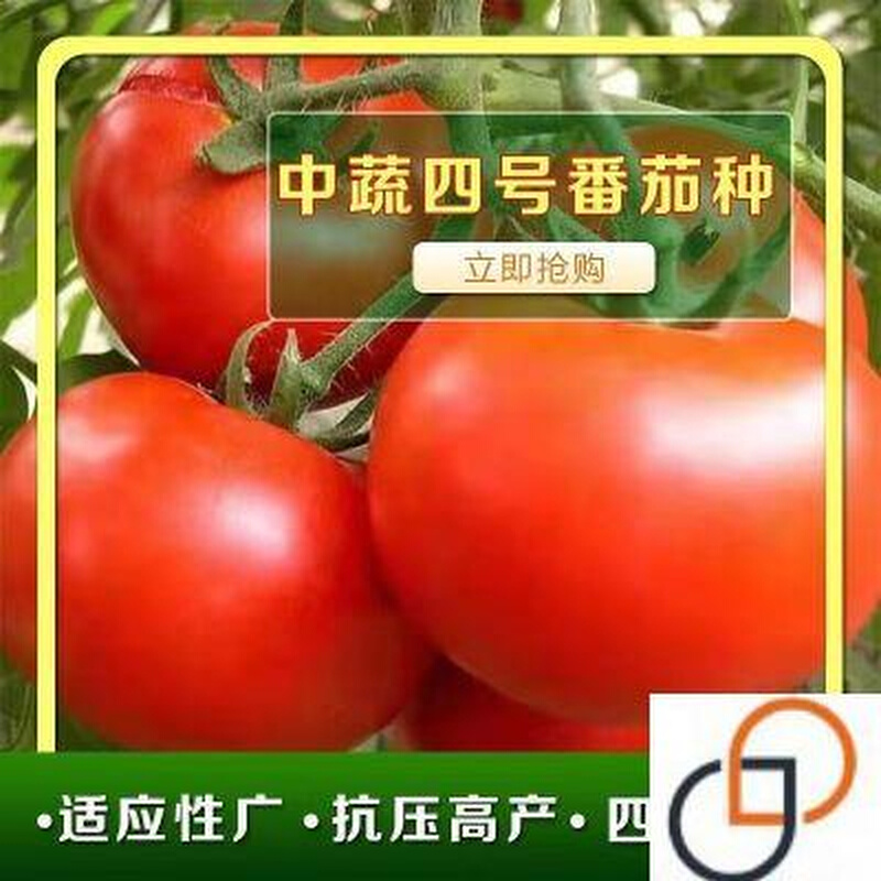 中蔬四号番茄种子西高产蕃红柿籽种蔬菜种子茄