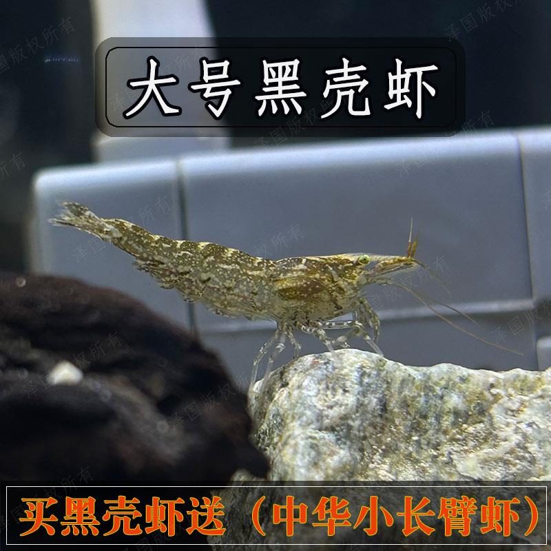 成年大号黑壳虾鱼缸清洁冷水宠物观赏乌龟活体口粮淡水除藻工具虾