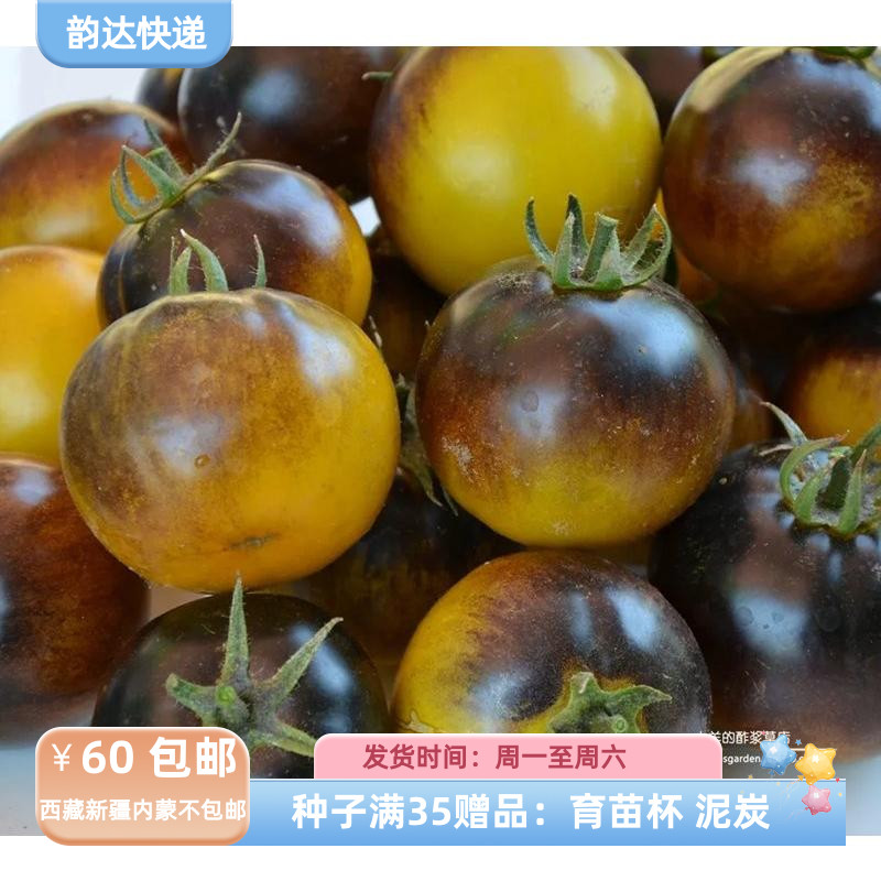 【种子】 樱桃番茄小西红柿无限生长型 靛蓝金色浆果 5粒
