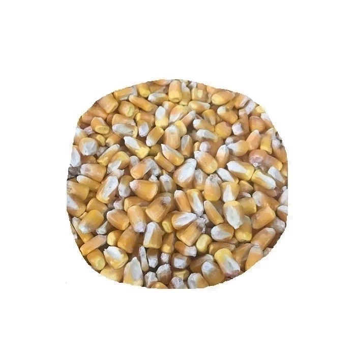 人吃玉米粒 河南本地晒干黄玉米粒 精选整粒不发霉 打粉打豆浆5斤