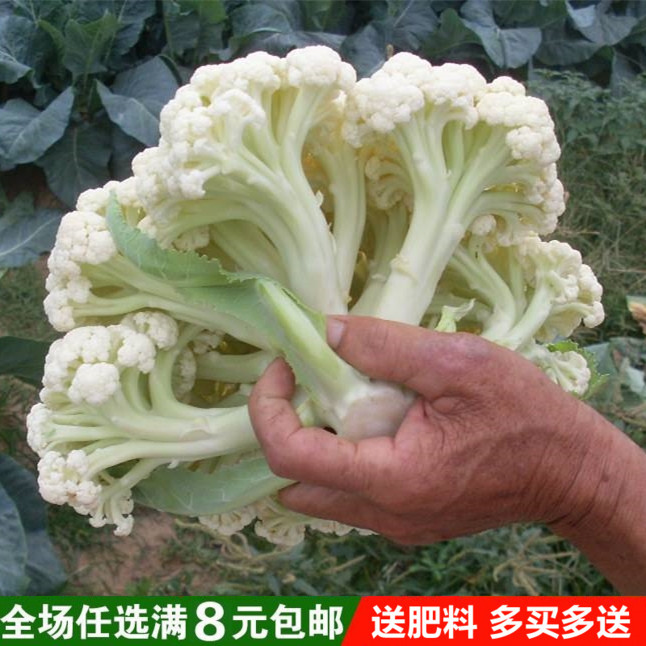 白菜花种植