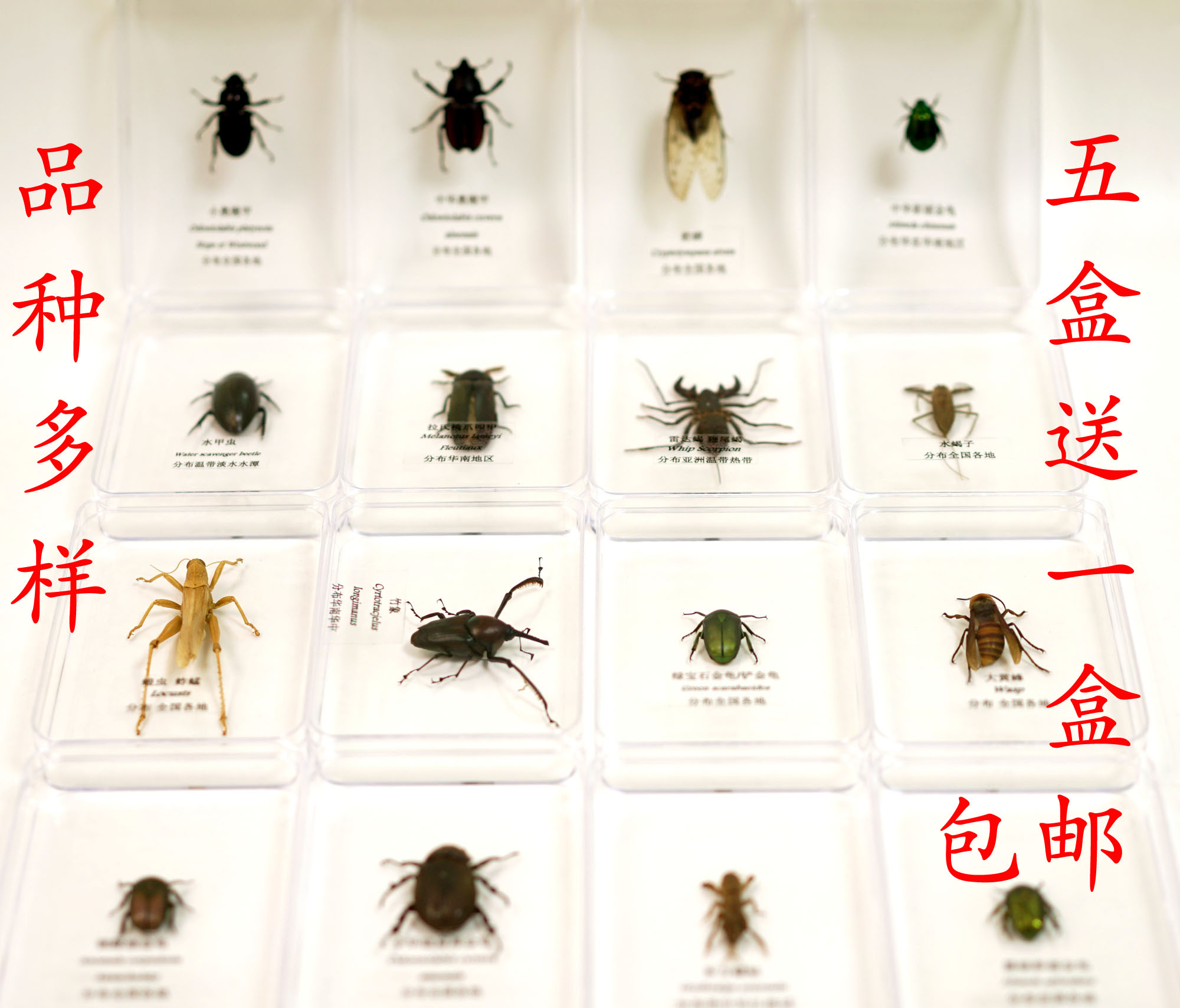 昆虫标本透明盒装天然真蝴蝶幼儿园教学认知礼物蝉天牛金龟蜂蟋蟀