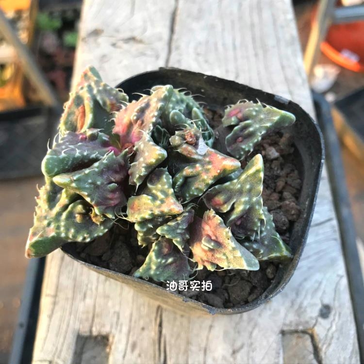红怒涛【满20发货】多肉植物盆栽办公室阳台创意花卉贵货稀有品种