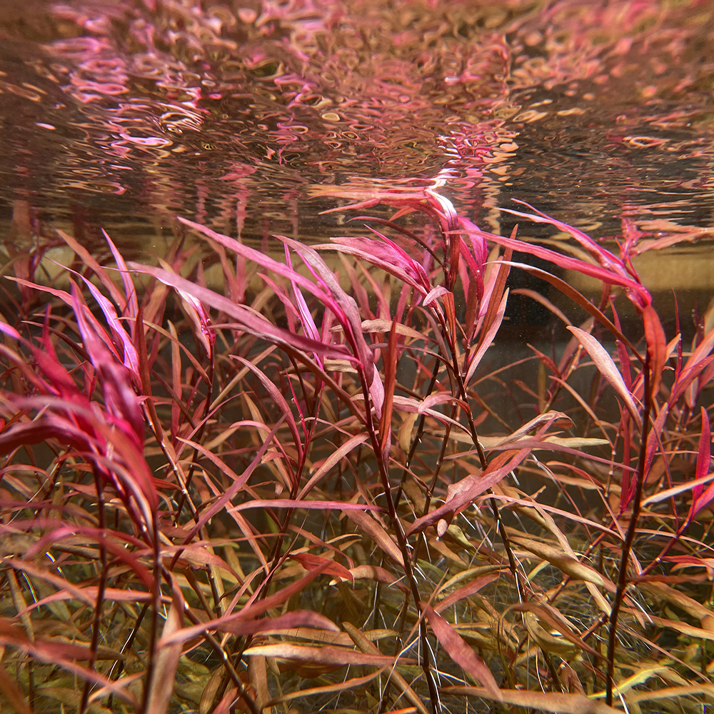 紫艳柳中后景有茎类水草水族箱装饰活体鱼缸造景套餐淡水真植物