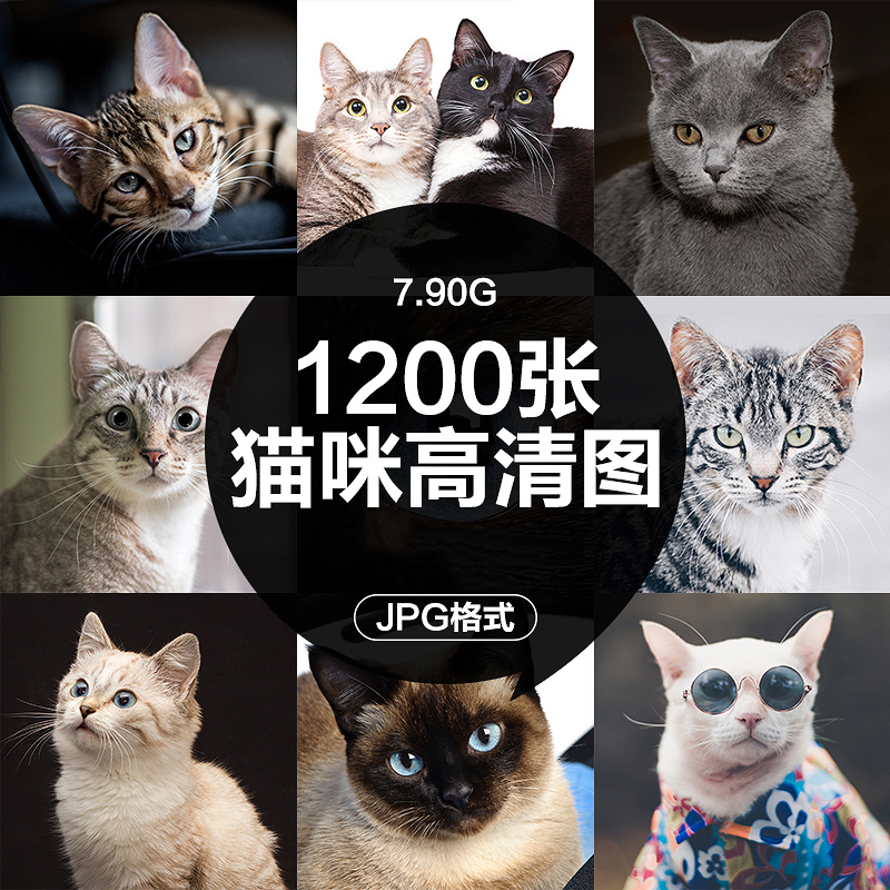 高清图库4K可爱小猫咪动物猫百态照片电脑壁纸ps海报设计图片素材