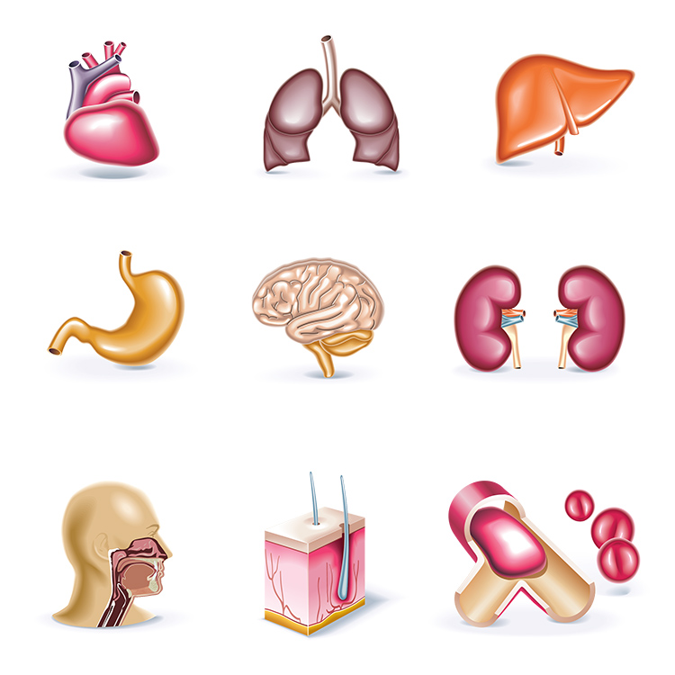 卡通人体器官图标 心脏肝脏脾胃肾脏大脑食道 AI格式矢量设计素材