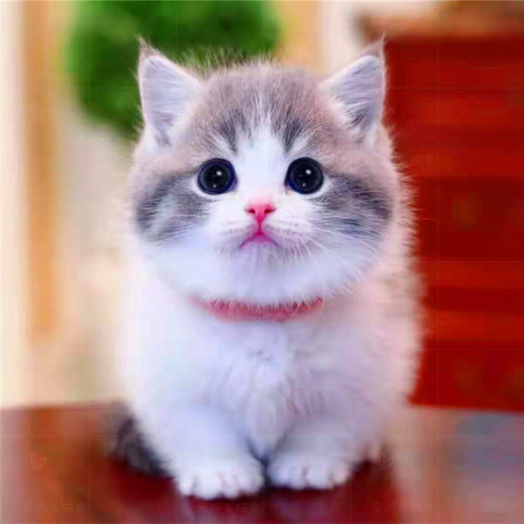 乳色矮脚曼基康纯种幼猫乳白纯白蓝白地毯矮小短腿英短宠物活体猫